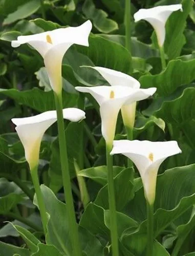 Planta De Cala Blanca Calla Palustris Deco