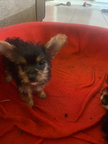 Crías De Yorkie De 9 Semanas De Nacidos