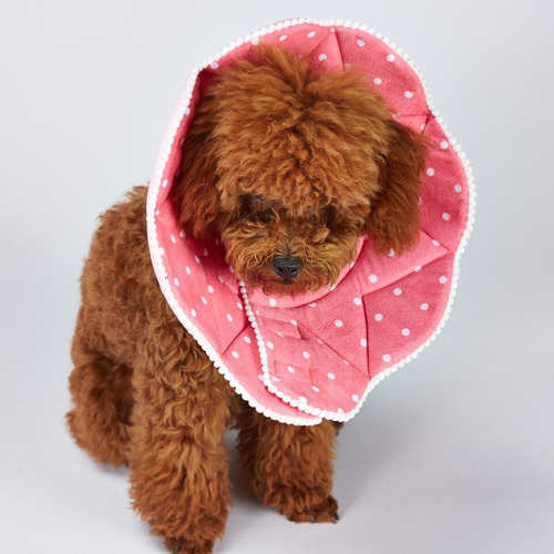 Cono For Mascotas For Perros Y Gatos Collar Isabelino