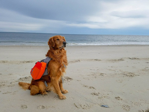 Multiusos Vida De Perro Chamarra Mochila