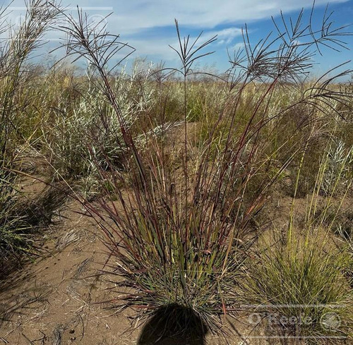 Campo En Venta De 27950 Has En Gral Alvear Mendoza. Armada Para Cria/recria