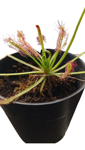 Planta Carnivora: Drosera 