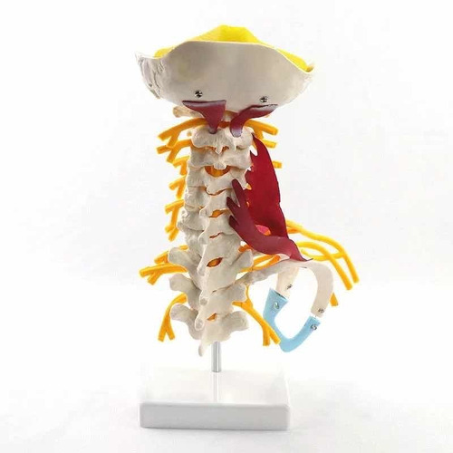 Coluna Vertebral Cervical Anatomia Acupuntura Quiropraxia 