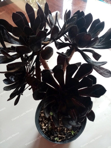 Suculenta De Colección Rosa Negra  4 Ramas Aeonium Zwartkop