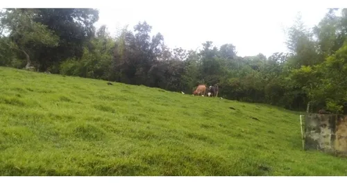 Vendo Finca Támesis 20000 M²