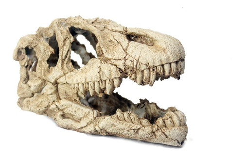 Retro BLANCHO BEDDING 3 pcs Simulación Fósiles de Dinosaurio Ganchos Edad Antigua Dinosaurio Esqueleto Resina Colgadores de Pared Perchas Ganchos Ganchos para Llaves 