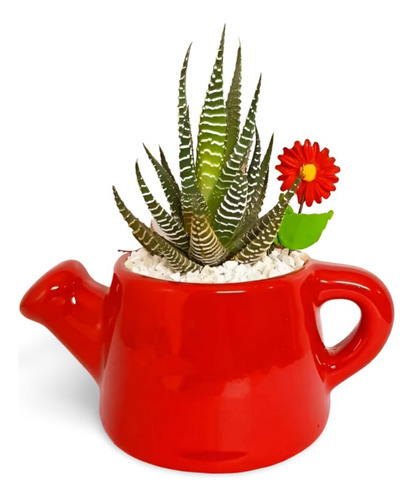 Planta Los Cactus Se Pueden Tener En Interior