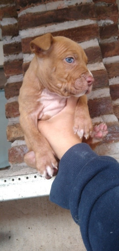 Imagen 3 de 4 de Cachorros Pitbull 03