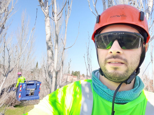 Imagen 4 de 10 de Poda De Altura - Extracciones - Limpieza Palmeras - Tala