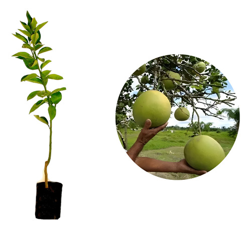 Laranja Zamboa /gigante - Kit 2 Mudas Enxertadas