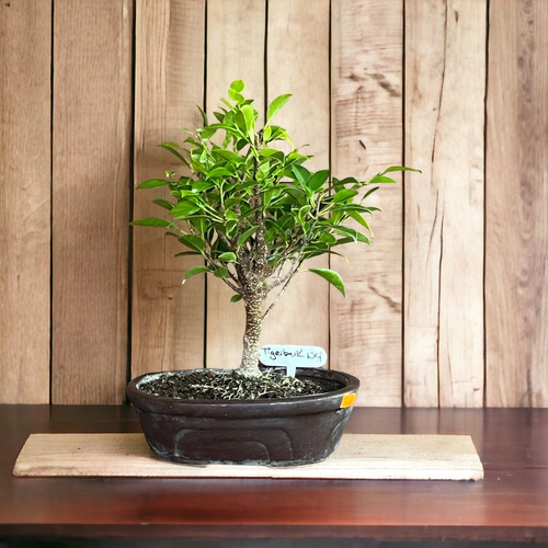 Bonsai Planta Ficus Tigerbark 12 Años Maceta Esmaltada N4