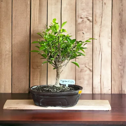comprar Bonsai Planta Ficus Tigerbark 12 Años Maceta Esmaltada N4