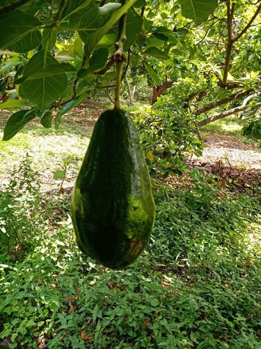 Plantas De Aguacate Injertado Cultivar Pollock, Choquette