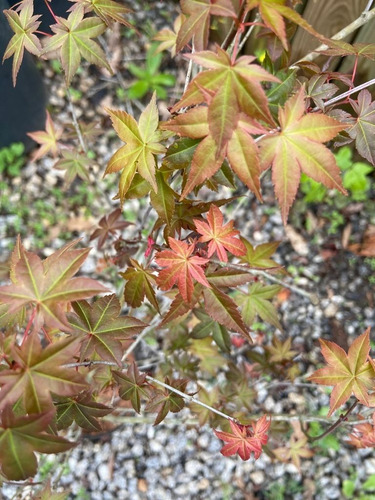 Mudas Do Belíssimo E Raro Acer Palmatum 'shishio'