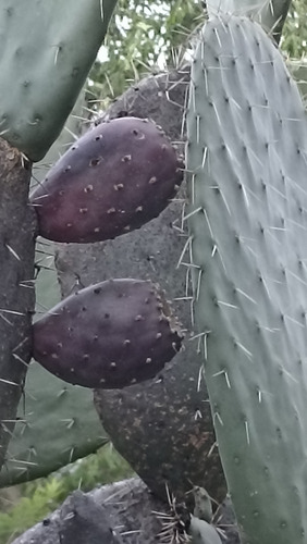 500 Semillas Nopal Tunero Mas De 7 Variedades, Nv