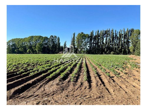 Imagen 8 de 21 de Industrial En Venta En Lautaro