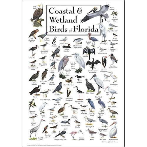 Póster De Aves Costeras Y De Humedales De Florida