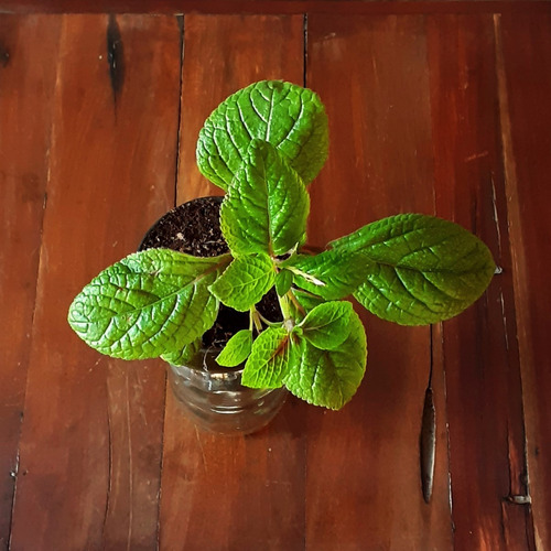 Plectranthus Ciliatus Little Plant 15 The Little Yisus