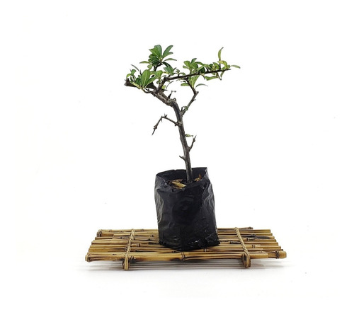 Plantín Pyracantha 4 Años De Semilla Domestic Bonsai 