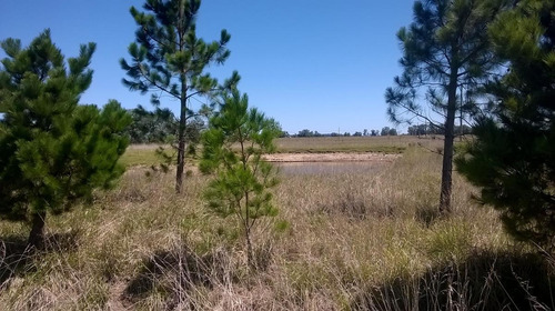 6,5 Has | Ruta 205 | Km 74 | Cañuelas | Unico Dueño