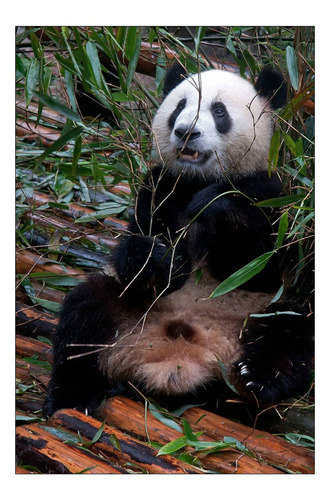 Vinilo Decorativo 30x45cm Panda Oso Mamifero Asia China M2