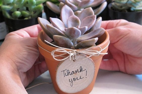 Imagen 2 de 6 de Amor A Las Plantas, Recuerdo De Seculentas Coleccion Aa