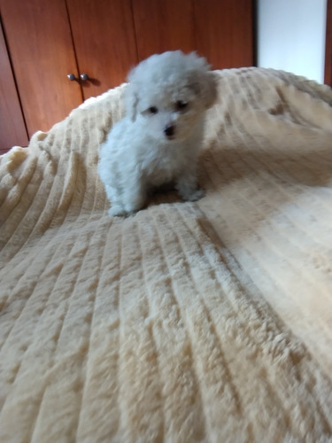 Cachorro Caniche Toy Macho Blanco De 60 Días, Pelaje Largo