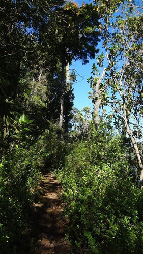 Imagen 19 de 30 de Sitio En Venta En Puyehue