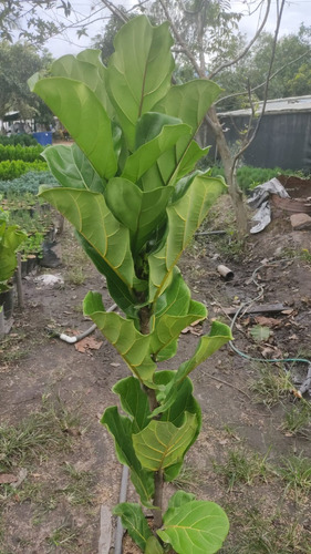 Ficus Pandurata (lytata) 
