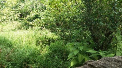 Terreno De Chácara No Balneário Gaivota Em Itanhaém-5082 Npc