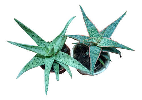 Aloes De Colección X2 Donnie - Rauhii - Imperdibles