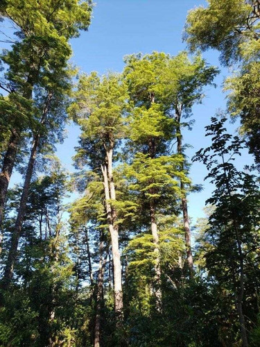 Imagen 2 de 10 de Vendo Maravilloso Campo Con Ríos Y Bosque Nativo.