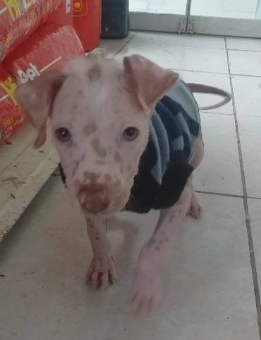 Imagen 10 de 10 de Perro Peruano Orquideas