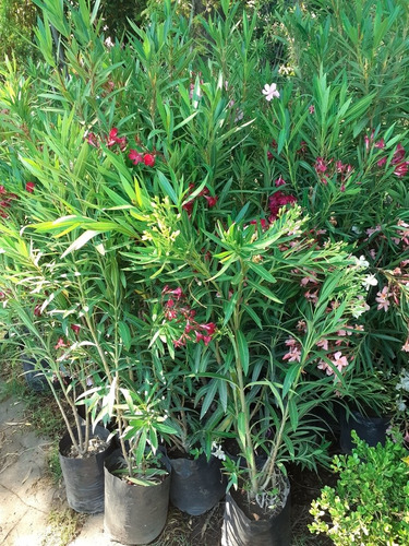Imagen 6 de 6 de Adelfa, Adelfas, Laurel Rosa, Nerium Oleander 10lts