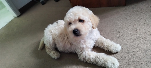 Perro French Poodle 3 Meses