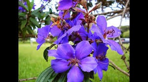 Quaresmeira Roxa 2500 Sementes P Mudas Tibouchina Flores