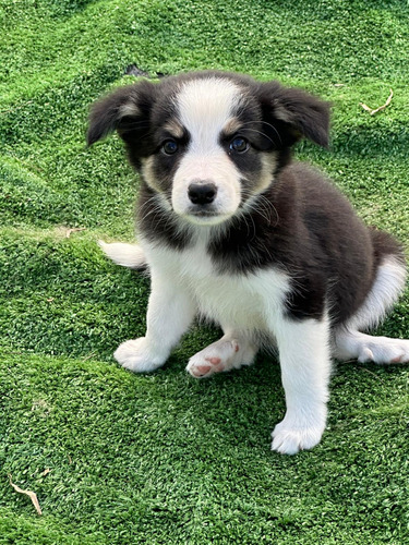 Border Collie