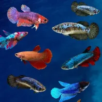 Comprar Peixe Betta De Linhagem, 5 Fêmeas Plakat