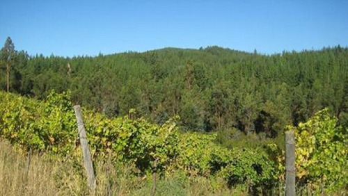 Bosque Con Manejo Cauquenes Inversión (63196)