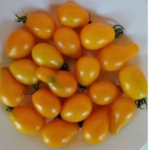 Rematee!! 300 Semillas Tomate Cherry Amarillo Prosperidad