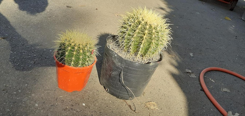 Imagen 2 de 2 de Cactus Coleccionables Chico