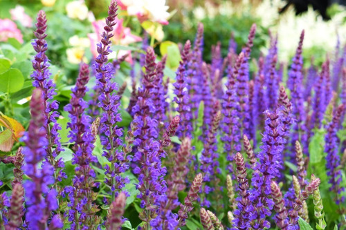 Salvia 100 Gr Erva Seca