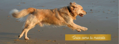 Alimento Seco Premium Estampa Criadores Perro Adulto 20kg