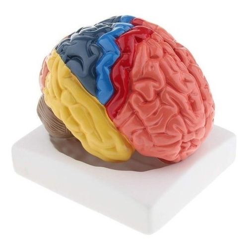 Modelo De Cerebro Humano De 2 Partes