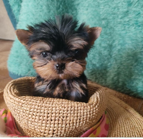 Imagen 3 de 5 de Yorkshire Terrier Mini Macho