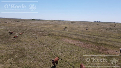 Imagen 13 de 20 de Campo En Venta De 300 Has En Gualeguaychu - Ganadero - Oportunidad!