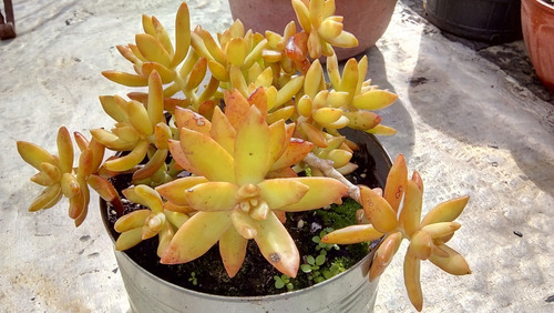 Sedum Nussbaumerianum