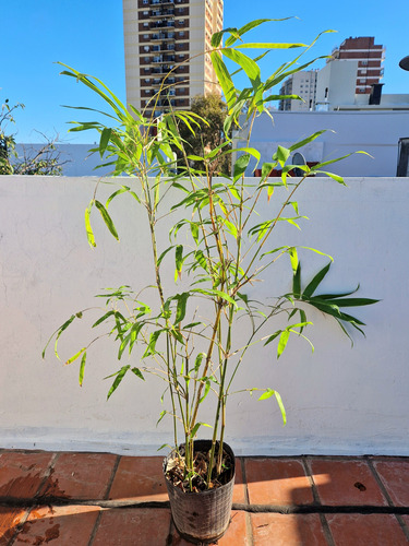 Bambú Ventricosa - Bambú De Buda (5 Lts)