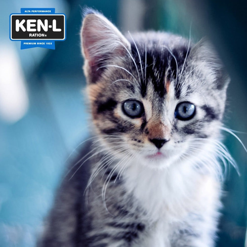 Imagen 9 de 10 de Ken-l Ration Gatos Adultos X 7,5kg.