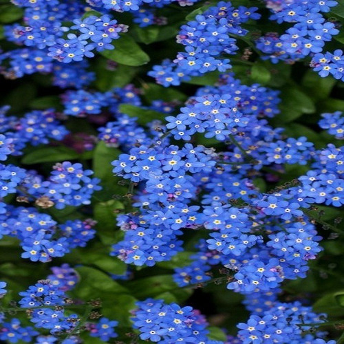 100 Sementes Flor Miosótis Cor Azul
